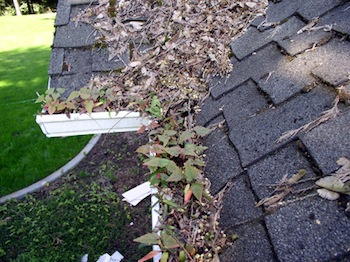 Gutter Cleaning In Northgate Wa