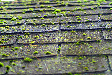 Roof Moss Removal Services in Factoria WA